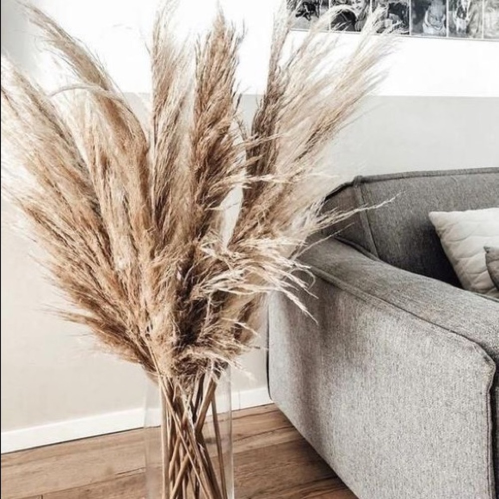 Pampas Grass